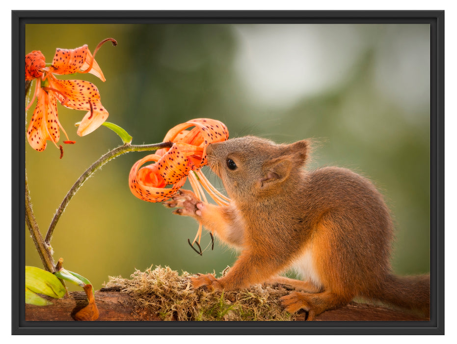 Eichhörnchen riecht an einer Blume Schattenfugenrahmen 80x60