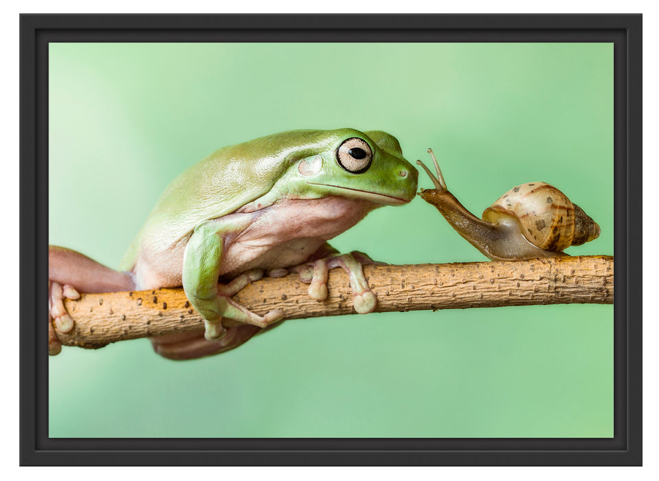 der Frosch und die Schnecke Schattenfugenrahmen 55x40