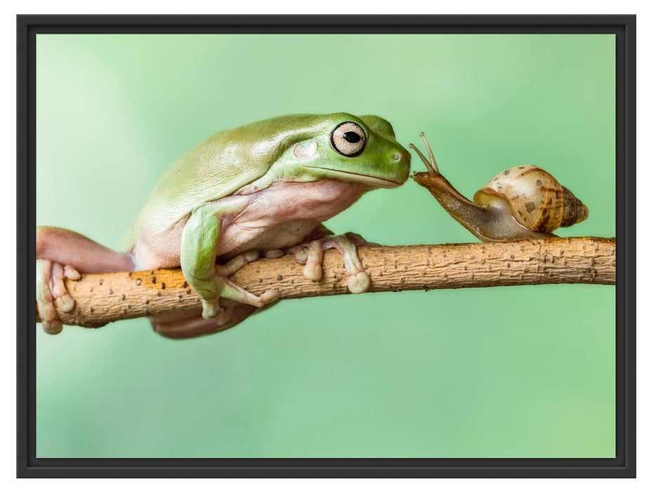 der Frosch und die Schnecke Schattenfugenrahmen 80x60