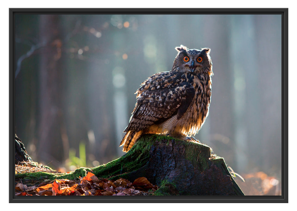 Pixxprint die Eule auf dem Baumstamm, im Schwebe-Effekt Bilderrahmen