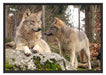 Wölfe im Wald Schattenfugenrahmen 100x70