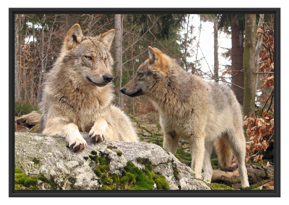 Wölfe im Wald Schattenfugenrahmen 100x70