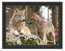 Wölfe im Wald Schattenfugenrahmen 38x30