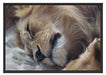 schlafender Löwe Schattenfugenrahmen 100x70