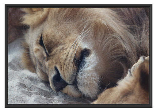 schlafender Löwe Schattenfugenrahmen 100x70