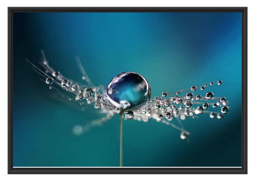 Pixxprint Wassertropfen an Pusteblume, im Schwebe-Effekt Bilderrahmen