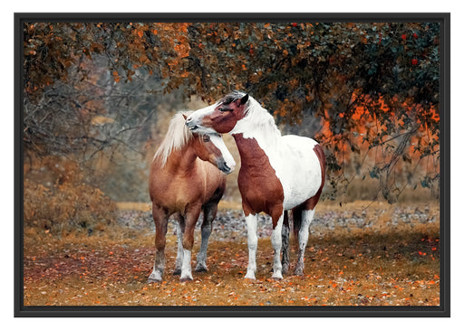 zwei schmusende Pferde Schattenfugenrahmen 100x70