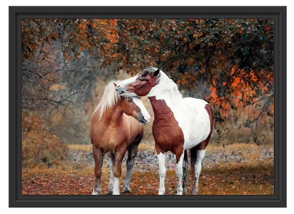 zwei schmusende Pferde Schattenfugenrahmen 55x40