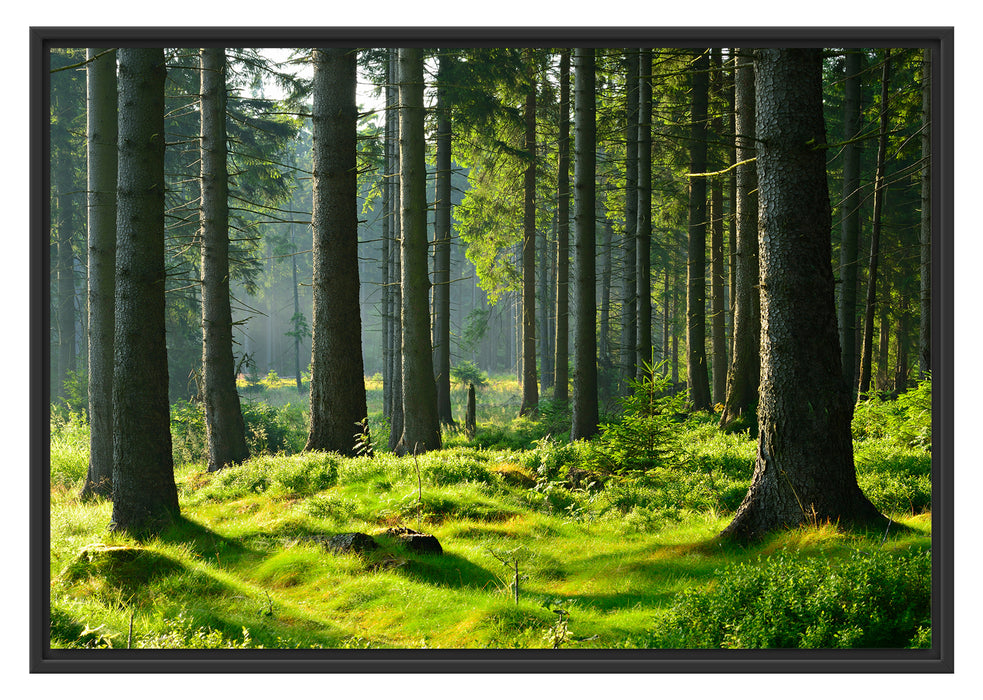 Pixxprint sonniger Tag im Wald, im Schwebe-Effekt Bilderrahmen