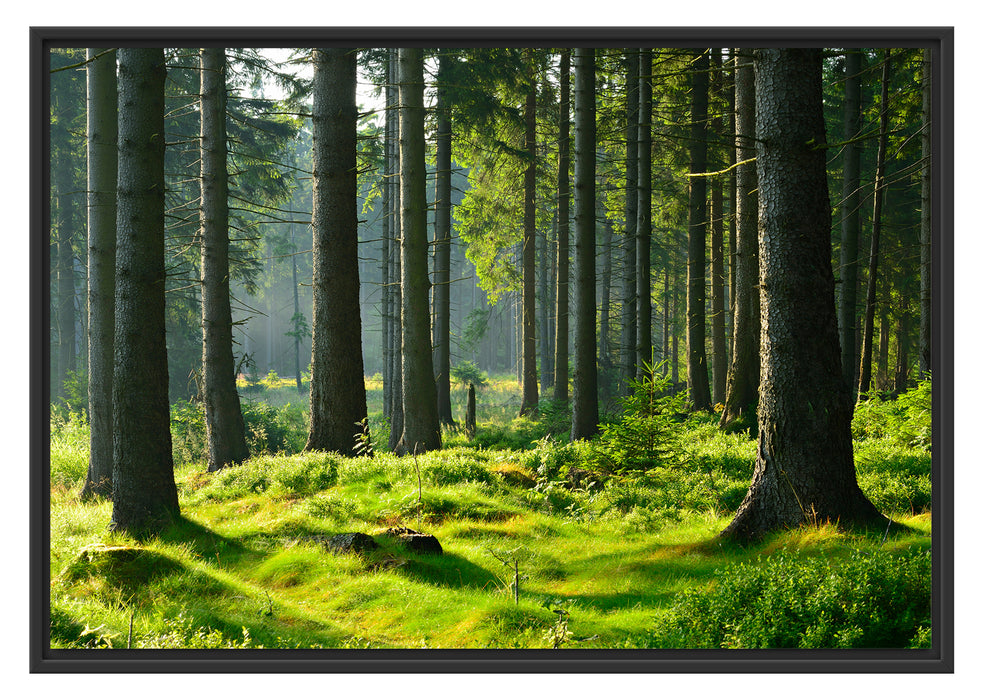 sonniger Tag im Wald Schattenfugenrahmen 100x70