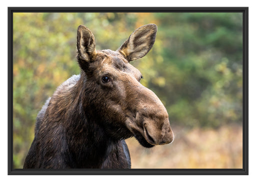 Elch im Wald Schattenfugenrahmen 100x70