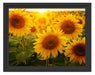 Sonnenblumen auf dem Feld Schattenfugenrahmen 38x30