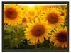 Sonnenblumen auf dem Feld Schattenfugenrahmen 80x60