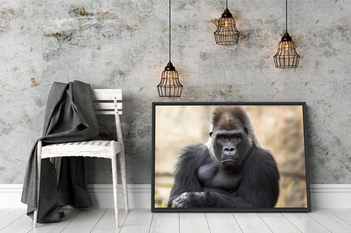 gelangweilter Gorilla Schattenfugenrahmen Wohnzimmer