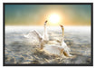 Schwäne im Meer Schattenfugenrahmen 100x70