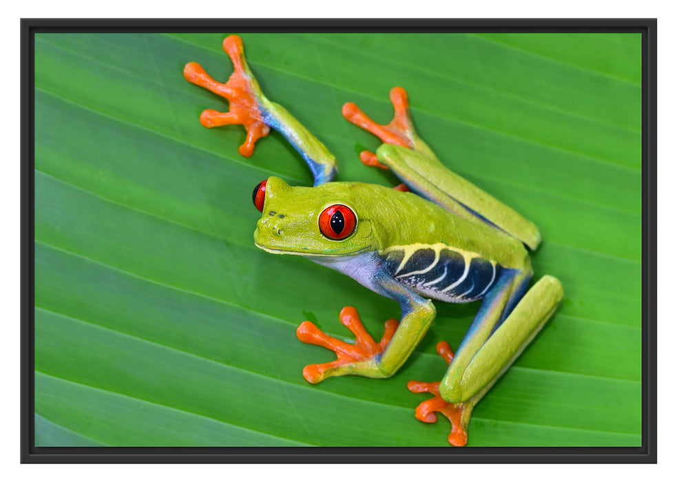 Pixxprint kleiner grüner Frosch auf Blatt, im Schwebe-Effekt Bilderrahmen