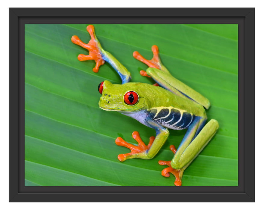 kleiner grüner Frosch auf Blatt Schattenfugenrahmen 38x30