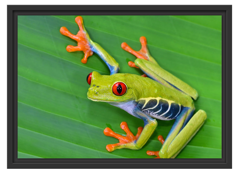 kleiner grüner Frosch auf Blatt Schattenfugenrahmen 55x40