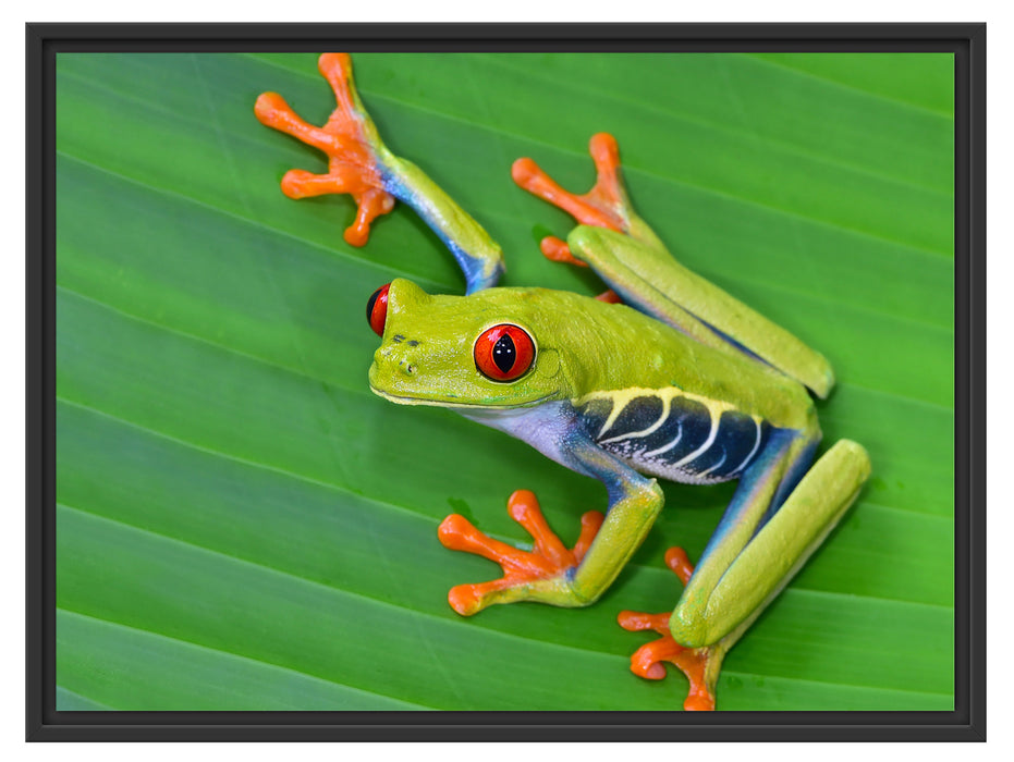 kleiner grüner Frosch auf Blatt Schattenfugenrahmen 80x60