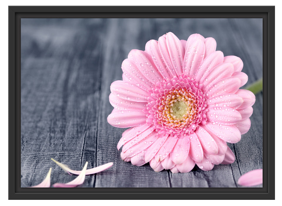 pinke Gerbera auf rustikalem Boden Schattenfugenrahmen 55x40