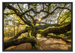 gigantisch verzweigter Baum Schattenfugenrahmen 100x70