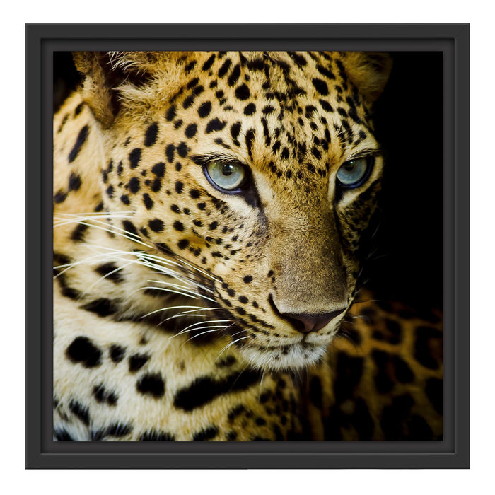 Leopard mit blauen Augen Schattenfugenrahmen Quadratisch 40x40