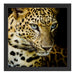 Leopard mit blauen Augen Schattenfugenrahmen Quadratisch 40x40