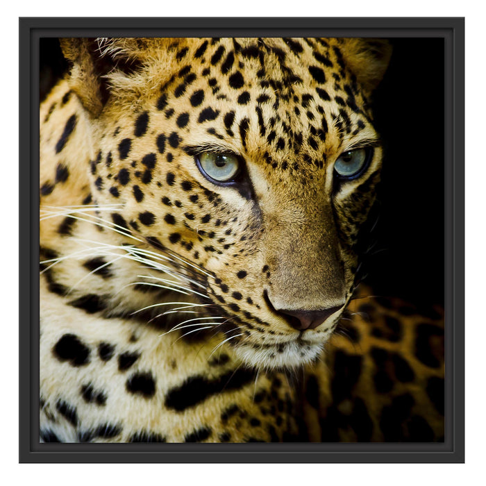 Leopard mit blauen Augen Schattenfugenrahmen Quadratisch 55x55