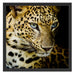 Leopard mit blauen Augen Schattenfugenrahmen Quadratisch 55x55