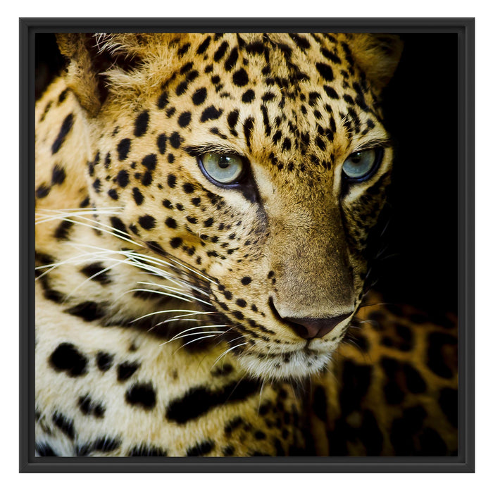 Leopard mit blauen Augen Schattenfugenrahmen Quadratisch 70x70