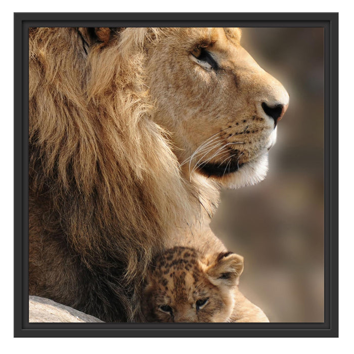 Löwe mit Löwenbaby Schattenfugenrahmen Quadratisch 55x55