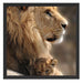 Löwe mit Löwenbaby Schattenfugenrahmen Quadratisch 55x55