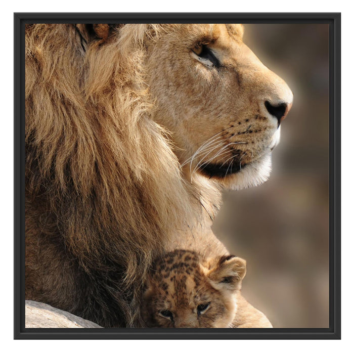 Löwe mit Löwenbaby Schattenfugenrahmen Quadratisch 70x70