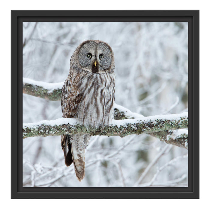 Eule auf Ast Schattenfugenrahmen Quadratisch 40x40