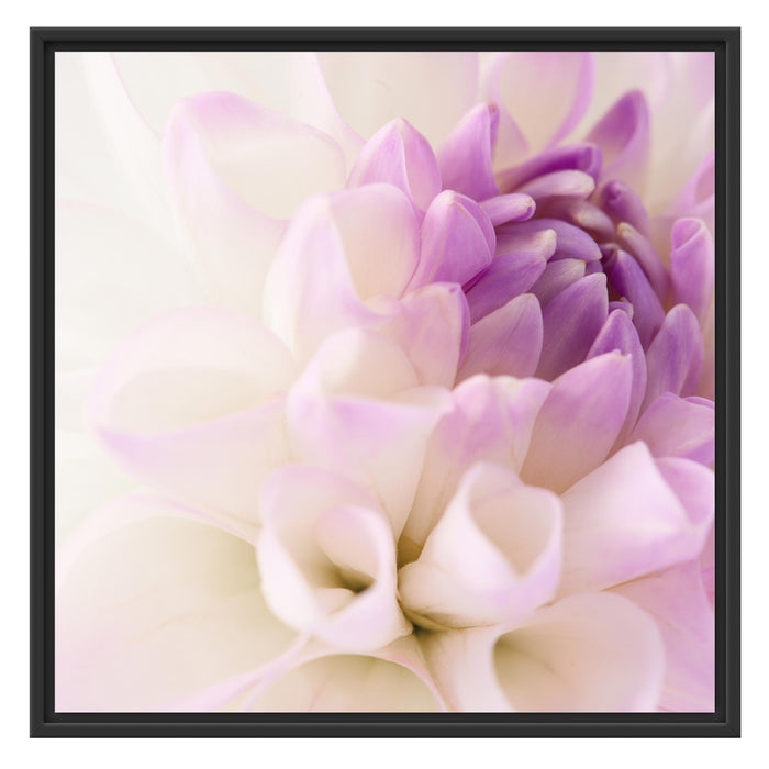 Traumhafte lila weiße Blüte Schattenfugenrahmen Quadratisch 70x70