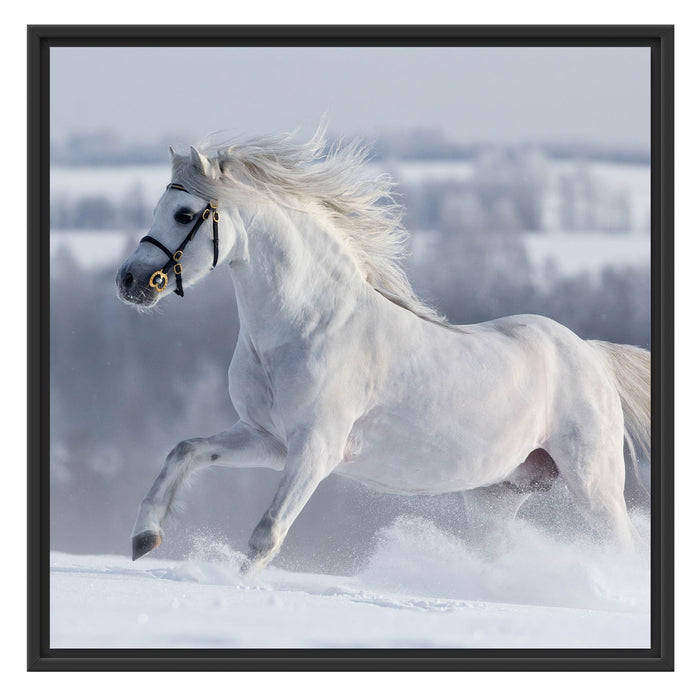 Weißes Pferd auf Schneewiese Schattenfugenrahmen Quadratisch 70x70