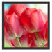 Rote Tulpen Schattenfugenrahmen Quadratisch 55x55