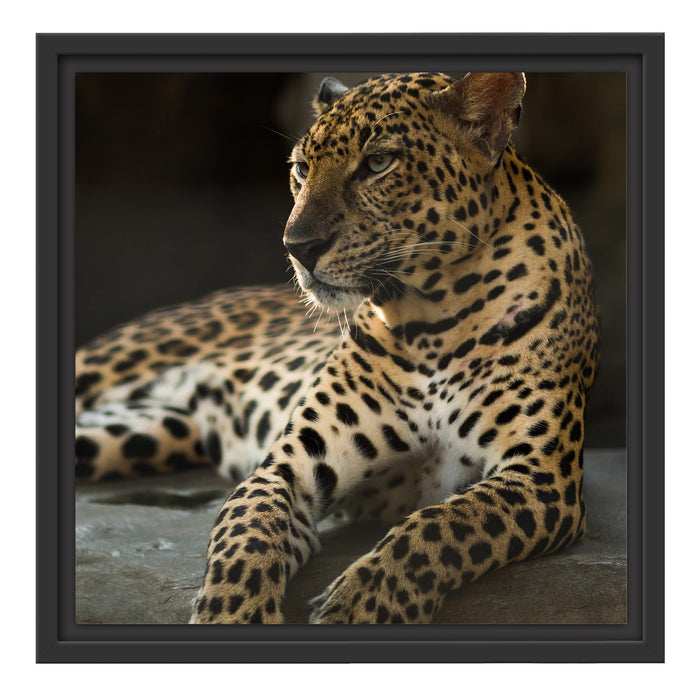 Majestäischer Leopard Schattenfugenrahmen Quadratisch 40x40