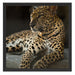 Majestäischer Leopard Schattenfugenrahmen Quadratisch 55x55
