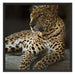 Majestäischer Leopard Schattenfugenrahmen Quadratisch 70x70