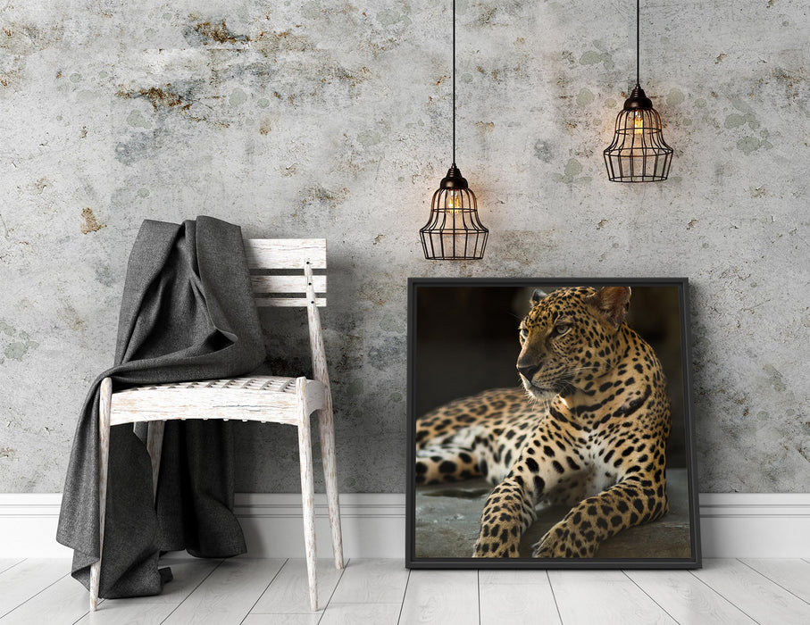 Majestäischer Leopard Quadratisch Schattenfugenrahmen Dekovorschlag