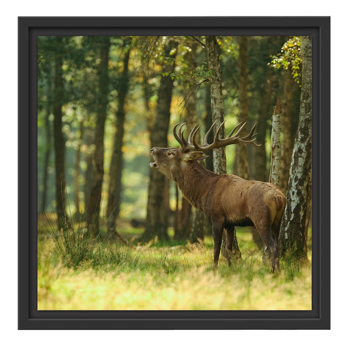 Hirsch im Wald Schattenfugenrahmen Quadratisch 40x40