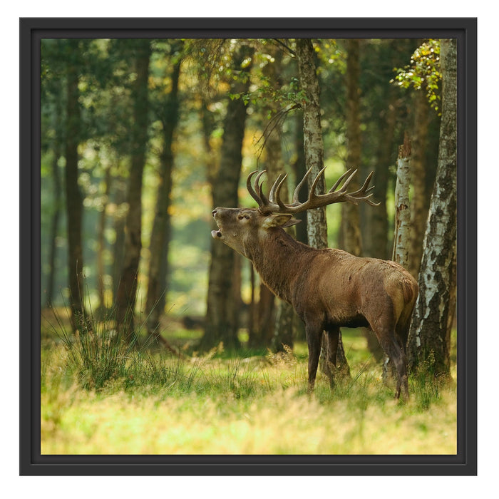 Hirsch im Wald Schattenfugenrahmen Quadratisch 55x55