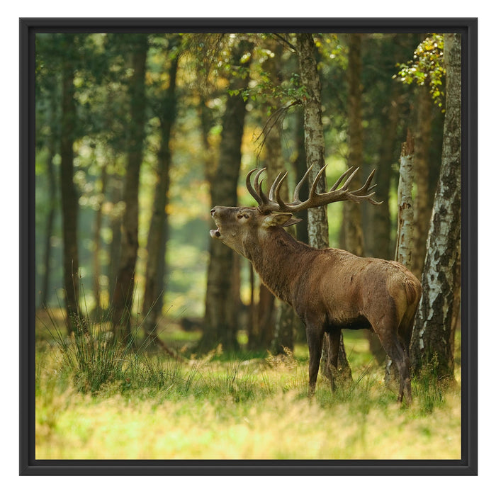 Hirsch im Wald Schattenfugenrahmen Quadratisch 70x70