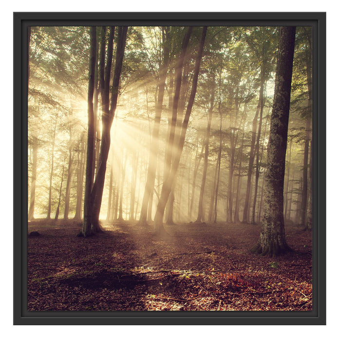 Waldlichtung im Sonnenschein Schattenfugenrahmen Quadratisch 55x55