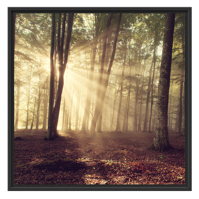 Waldlichtung im Sonnenschein Schattenfugenrahmen Quadratisch 70x70