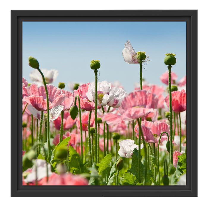 Blumenwiese Mohnblumen Schattenfugenrahmen Quadratisch 40x40