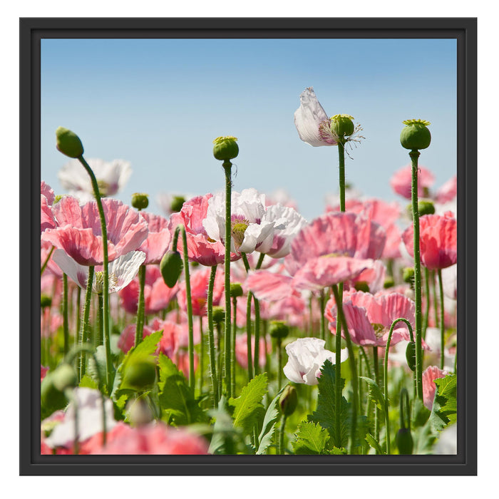 Blumenwiese Mohnblumen Schattenfugenrahmen Quadratisch 55x55