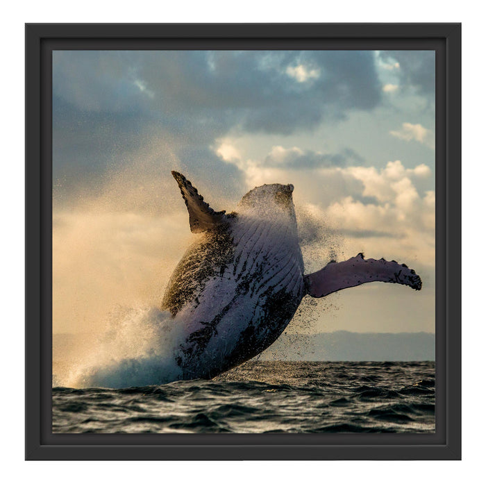 Buckelwale Kanada Schattenfugenrahmen Quadratisch 40x40