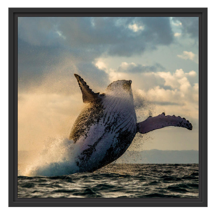 Buckelwale Kanada Schattenfugenrahmen Quadratisch 55x55